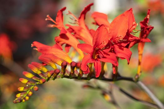Close up image of Garden Montbretia (Crocosmia crocosmiiflora)