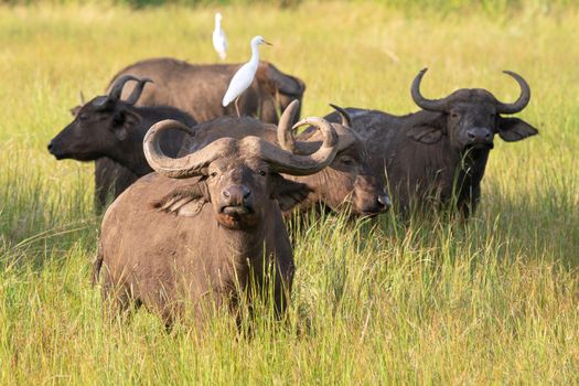 African buffalo (Syncerus caffer), National Parks of Uganda