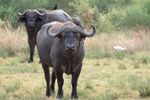 African buffalo (Syncerus caffer), National Parks of Uganda