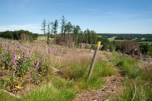 WIPPERFURTH, GERMANY - JUNE 19, 2021: Long distance hiking trail Bergischer Panoramasteig with focus on the typical waymark on June 19, 2021 in Germany