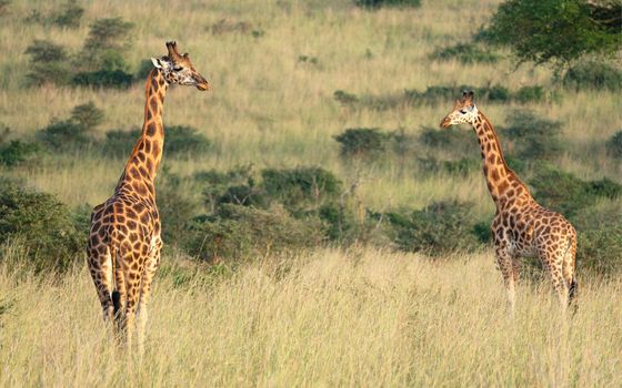 Baringo Giraffe (Giraffa camelopardalis), Murchison Falls National Park, Uganda