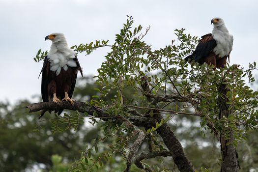 Close up image of African fish eagle (Haliaeetus vocifer), Kazinga Channel, Uganda