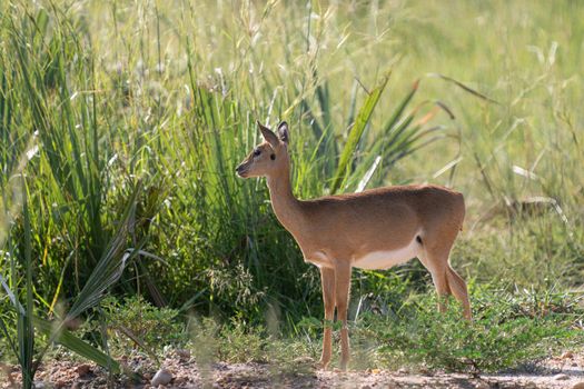 Oribi (Ourebia Ourebi), Murchison Falls National Park, Uganda