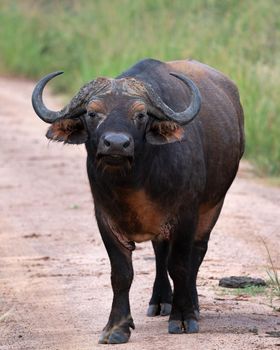 African buffalo (Syncerus caffer), National Parks of Uganda