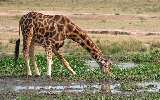 Baringo Giraffe (Giraffa camelopardalis), Murchison Falls National Park, Uganda