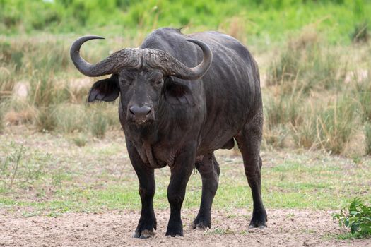 African buffalo (Syncerus caffer), Murchison Falls National Park, Uganda