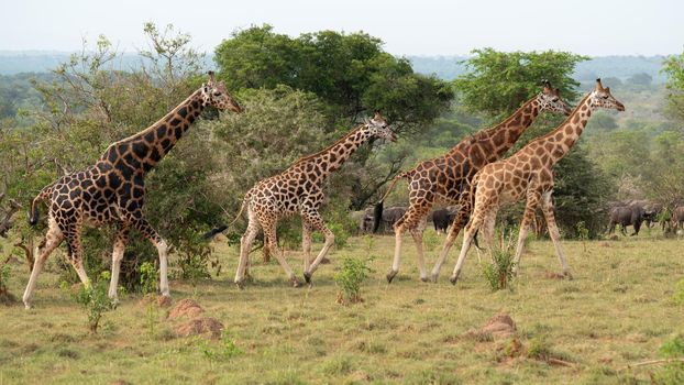 Baringo Giraffe (Giraffa camelopardalis), Murchison Falls National Park, Uganda