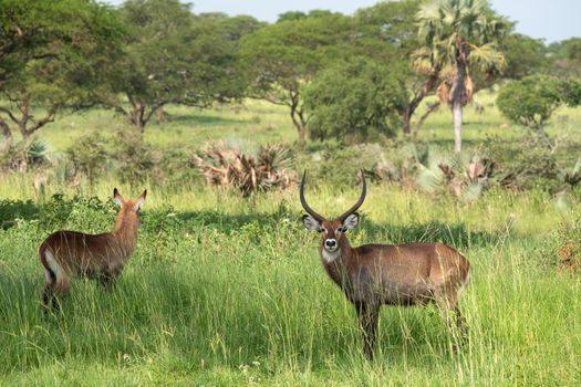 Defassa Waterbuck (Kobus defassa), Murchison Falls National Park, Uganda
