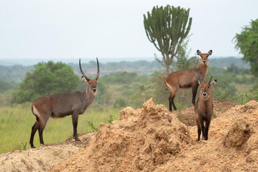 Defassa Waterbuck (Kobus defassa), Murchison Falls National Park, Uganda