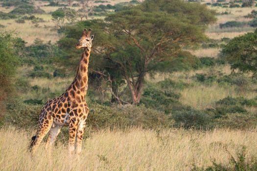 Baringo Giraffe (Giraffa camelopardalis), Murchison Falls National Park, Uganda