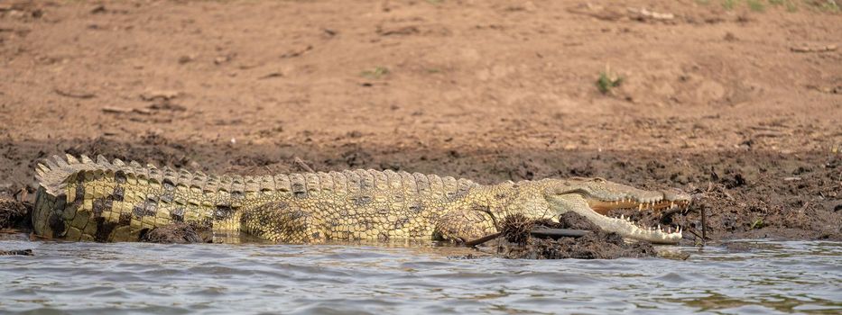 Nile Crocodile (Crocodylus niloticus), photo was taken on Kazinga Channel, Uganda