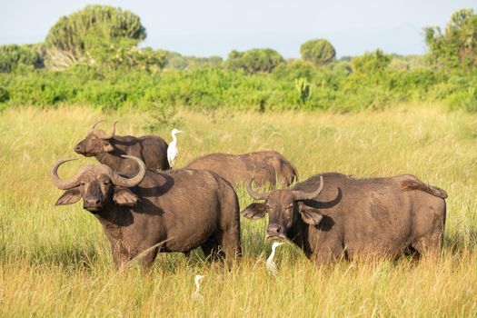 African buffalo (Syncerus caffer), National Parks of Uganda