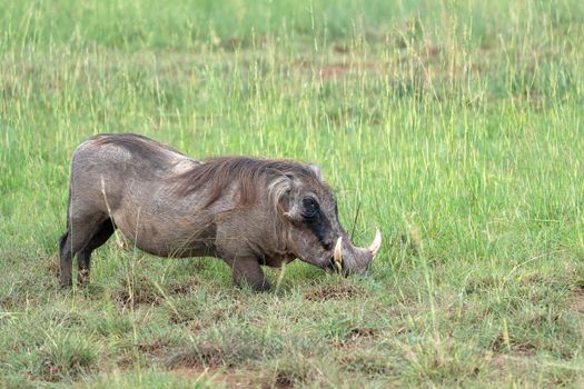 Warthog (Phacochoerus africanus), National Parks of Uganda