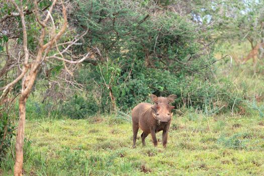 Warthog (Phacochoerus africanus), National Parks of Uganda