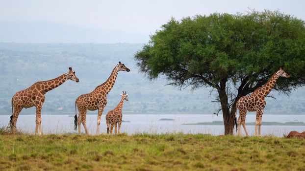Baringo Giraffe (Giraffa camelopardalis), National Parks of Uganda