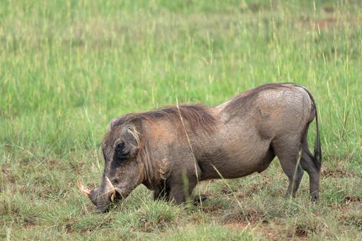 Warthog (Phacochoerus africanus), National Parks of Uganda