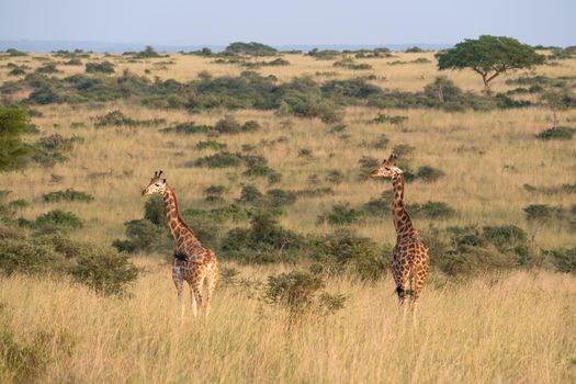 Baringo Giraffe (Giraffa camelopardalis), Murchison Falls National Park, Uganda