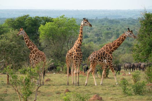 Baringo Giraffe (Giraffa camelopardalis), Murchison Falls National Park, Uganda