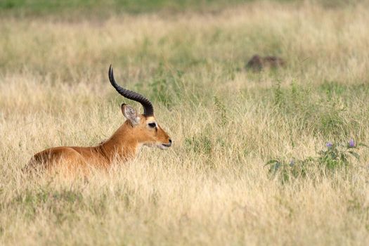 Uganda Kob (Kobus thomasi), Queen Elizabeth National Park, Uganda