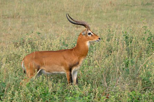 Uganda Kob (Kobus thomasi), National Parks of Uganda