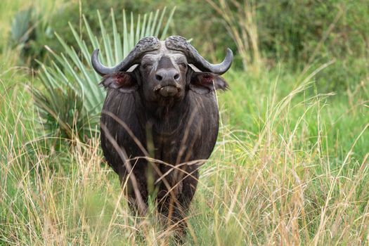 African buffalo (Syncerus caffer), National Parks of Uganda
