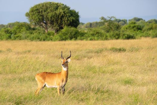 Uganda Kob (Kobus thomasi), Queen Elizabeth National Park, Uganda