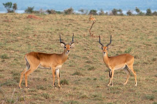 Uganda Kob (Kobus thomasi), National Parks of Uganda