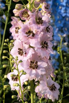 Candle larkspur (Delphinium elatum), close up of the flower head