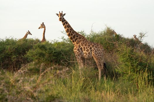 Baringo Giraffe (Giraffa camelopardalis), Murchison Falls National Park, Uganda