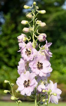 Candle larkspur (Delphinium elatum), close up of the flower head