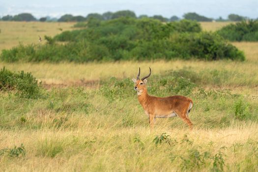 Uganda Kob (Kobus thomasi), National Parks of Uganda
