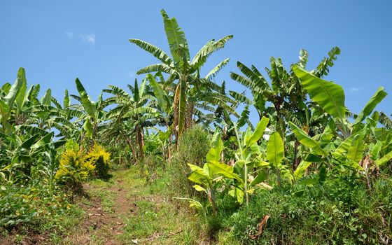 Panoramic image of banana field, agriculture in Uganda
