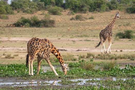 Baringo Giraffe (Giraffa camelopardalis), Murchison Falls National Park, Uganda