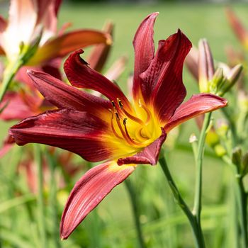 Day lily (Hemerocallis), close up of the flower head