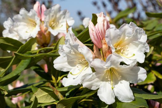 Rhododendron Hybrid Dufthecke (Rhododendron hybrid), close up of the flower head