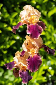 German iris (Iris barbata), close up image of the flower head