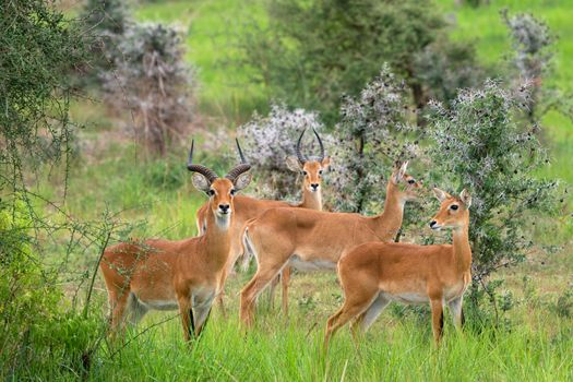 Uganda Kob (Kobus thomasi), National Parks of Uganda