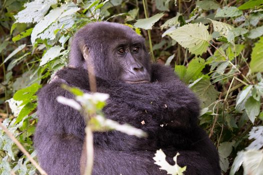 Close up image of gorilla within the forest of the Bwindi National Park, Uganda, Africa