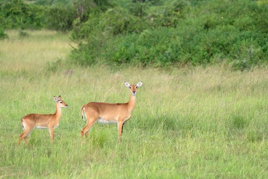 Uganda Kob (Kobus thomasi), National Parks of Uganda