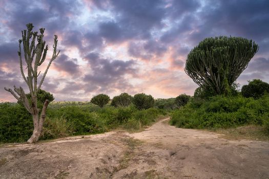 Panoramic landscape, National Parks of Uganda, Africa
