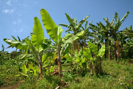 Panoramic image of banana field, agriculture in Uganda