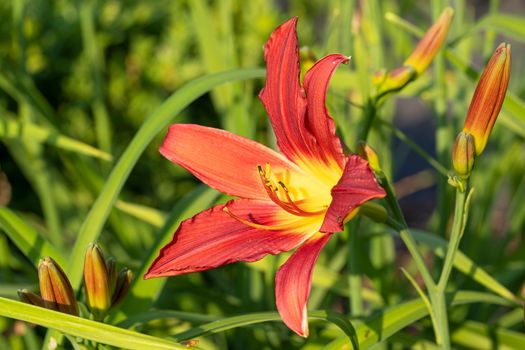 Day lily (Hemerocallis), close up of the flower head