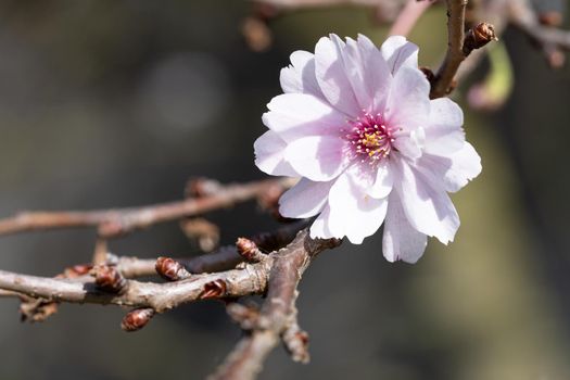 Higan cherry (Prunus subhirtella), close up of the flower head
