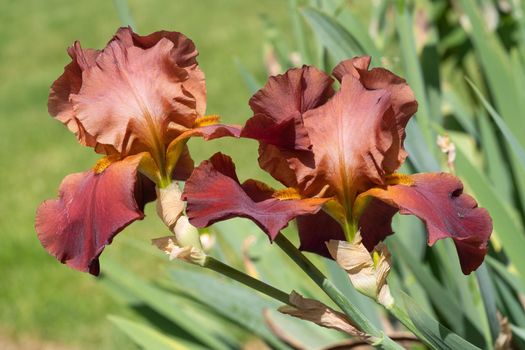 German iris (Iris barbata), close up image of the flower head
