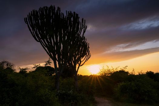 Panoramic image, sunrise at National Parks of Uganda
