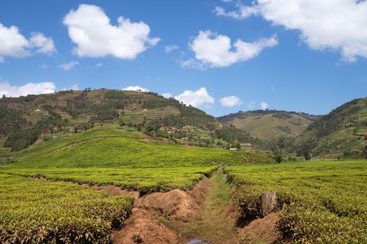 Panoramic image of rural landscape with tea fields, Uganda