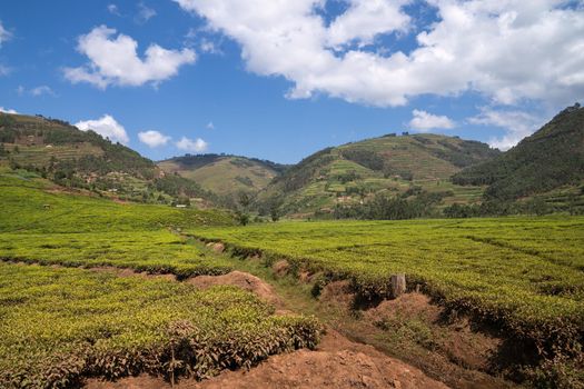 Panoramic image of rural landscape with tea fields, Uganda