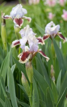 German iris (Iris barbata-nana), close up of the flower head