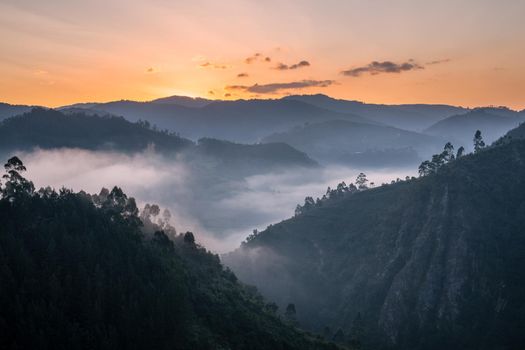 Panoramic image of Bwindi National Park with early morning mood, Uganda