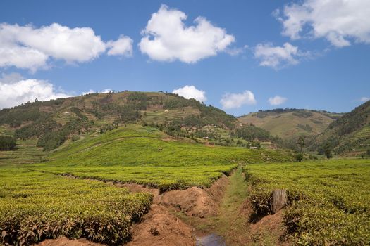 Panoramic image of rural landscape with tea fields, Uganda